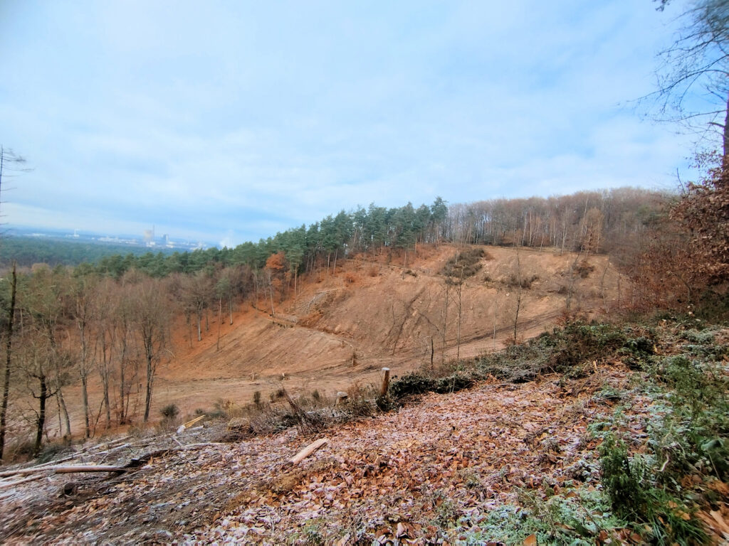 Coupes rases dans les forêts de Saint-Avold, novembre 2025