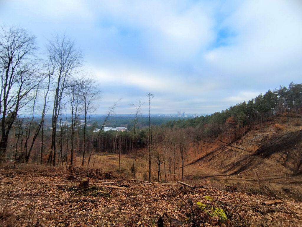 Coupes rases dans les forêts de Saint-Avold, février 2026